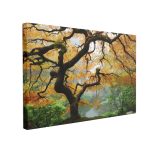Tablou Canvas Autumn Maple