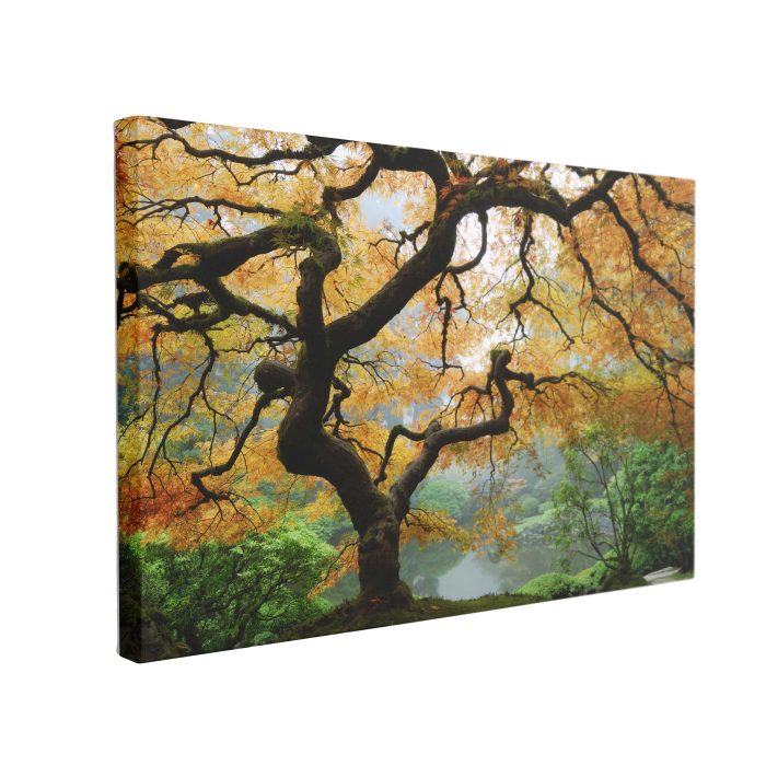 Tablou Canvas Autumn Maple