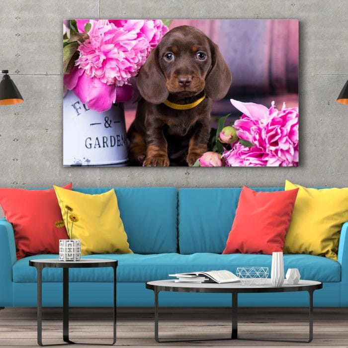Tablou Canvas Dachshund Puppy