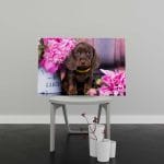 Tablou Canvas Dachshund Puppy