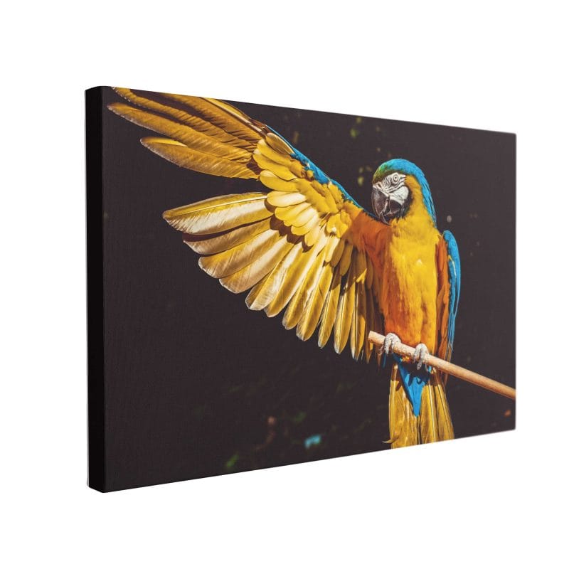 Tablou Canvas Exotic Parrot