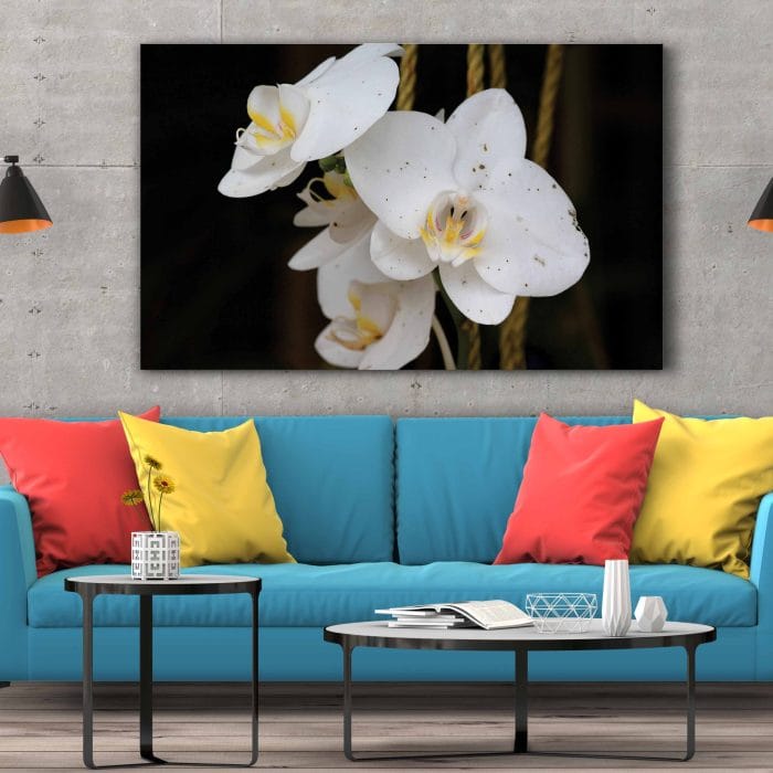 Tablou Canvas Orhidee Albă